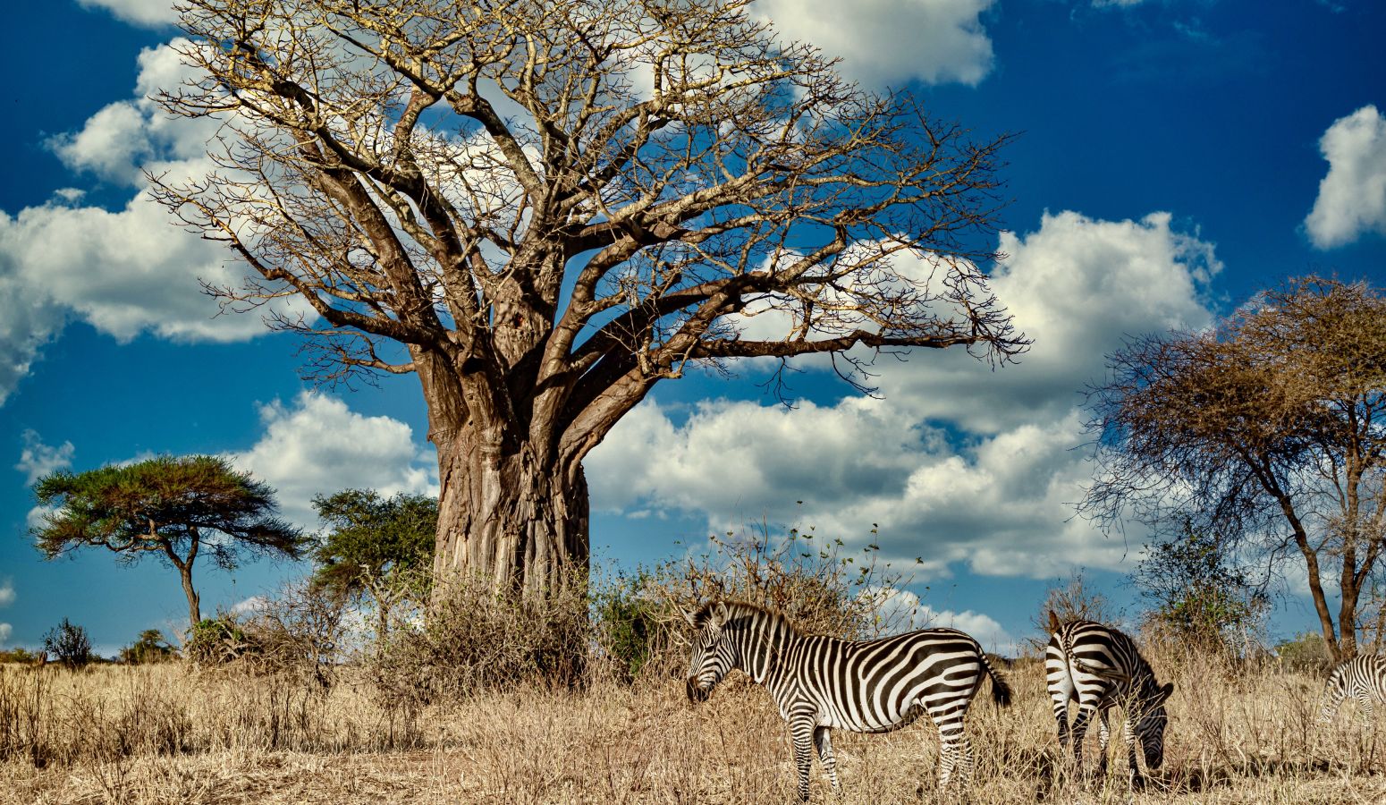 safari senegal africa 2025